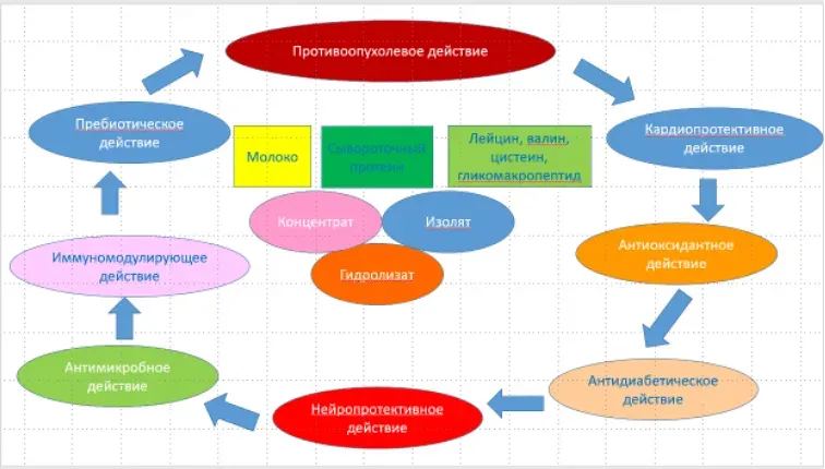 Фармакологические эффекты молочной сыворотки